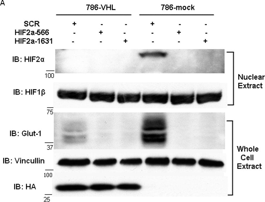 ARNT/HIF-1 beta Antibody (H1beta234) - BSA Free