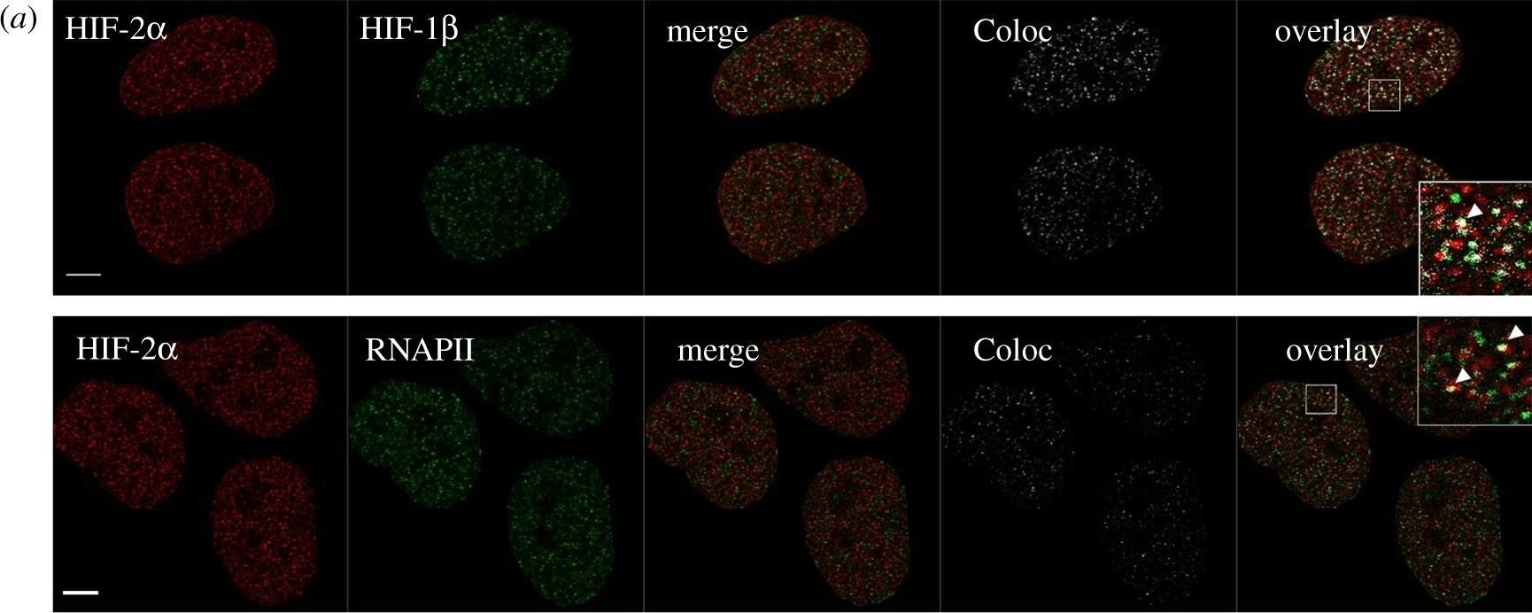 ARNT/HIF-1 beta Antibody (H1beta234) - BSA Free