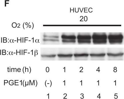 ARNT/HIF-1 beta Antibody (H1beta234) - BSA Free