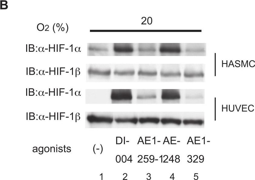ARNT/HIF-1 beta Antibody (H1beta234) - BSA Free