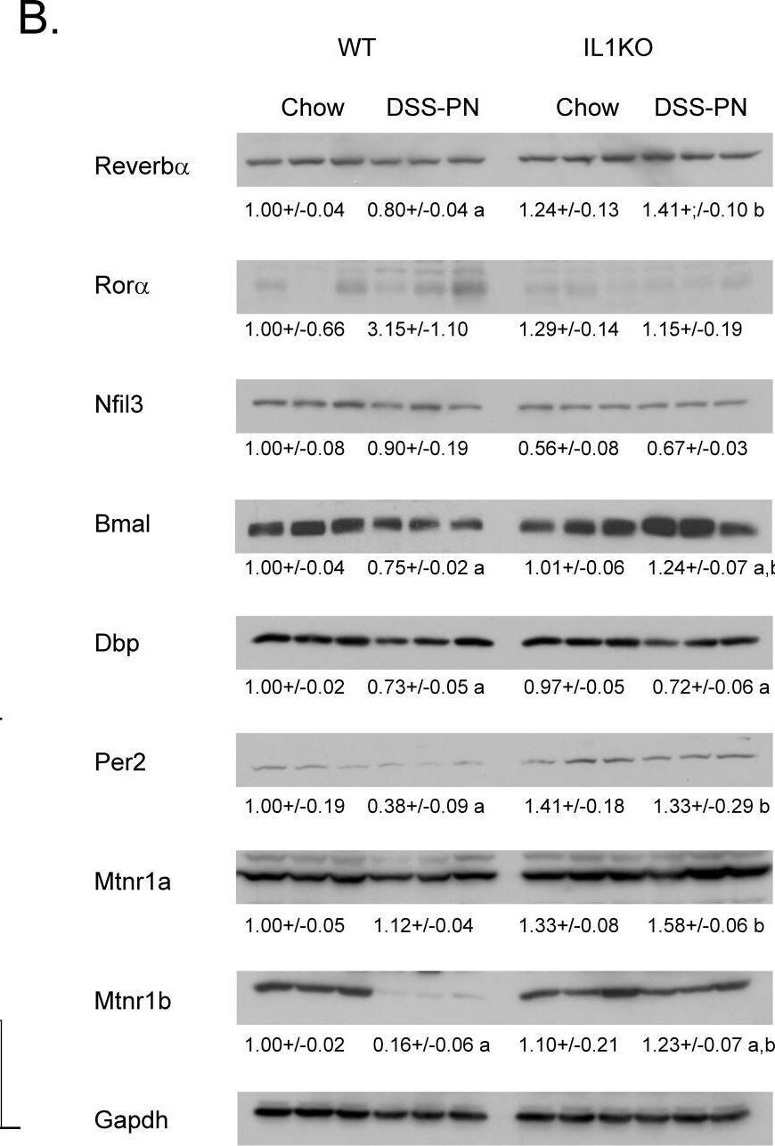 PER2 Antibody - BSA Free