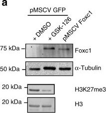 FoxC1 Antibody