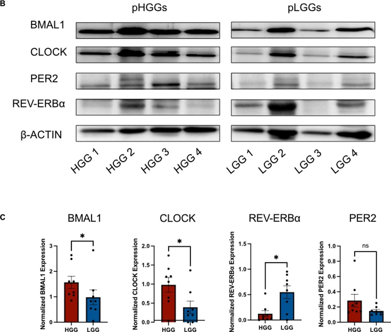 CLOCK Antibody - BSA Free