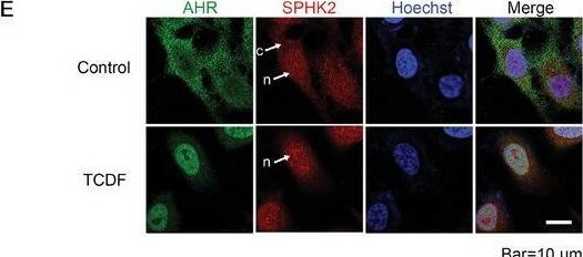 AHR Antibody - Azide and BSA Free