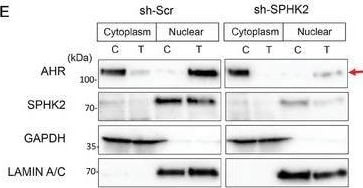 AHR Antibody - Azide and BSA Free