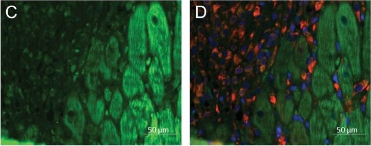 Renin R Antibody