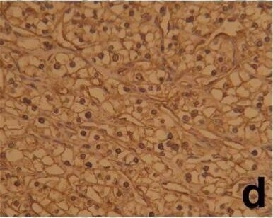HIF-1 alpha Antibody (ESEE122)
