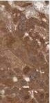 HIF-1 alpha Antibody (ESEE122)
