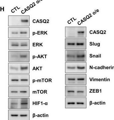 HIF-1 alpha Antibody (ESEE122) - BSA Free