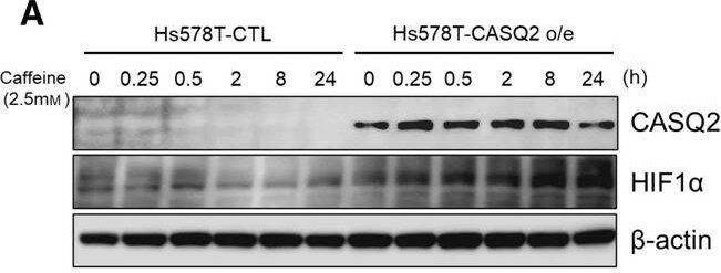 HIF-1 alpha Antibody (ESEE122) - BSA Free