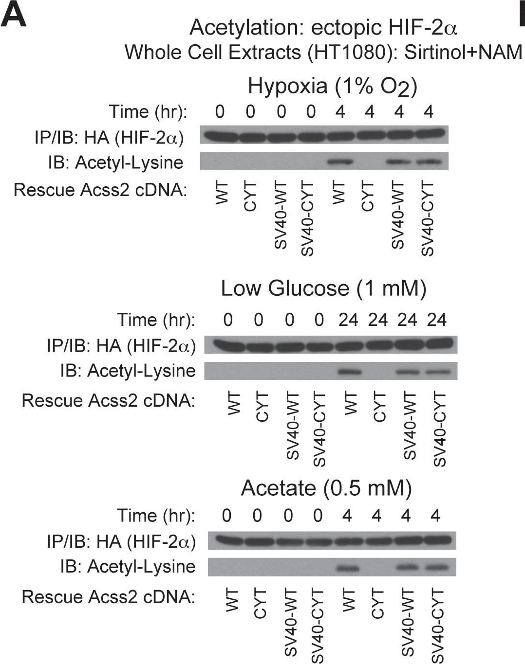 HIF-2 alpha/EPAS1 Antibody (ep190b)