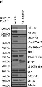 HIF-2 alpha/EPAS1 Antibody (ep190b)