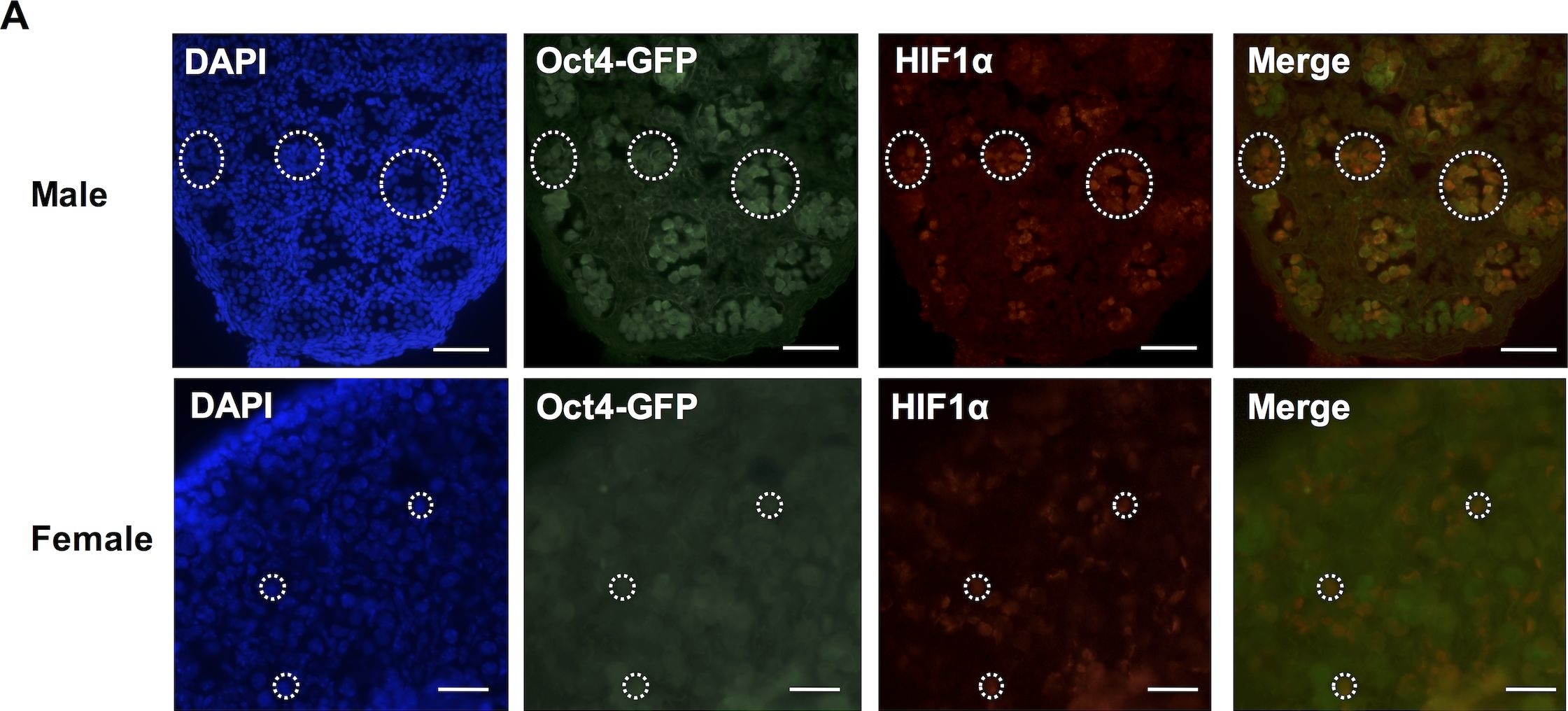 HIF-1 alpha Antibody - BSA Free