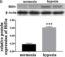 HIF-1 alpha Antibody - BSA Free