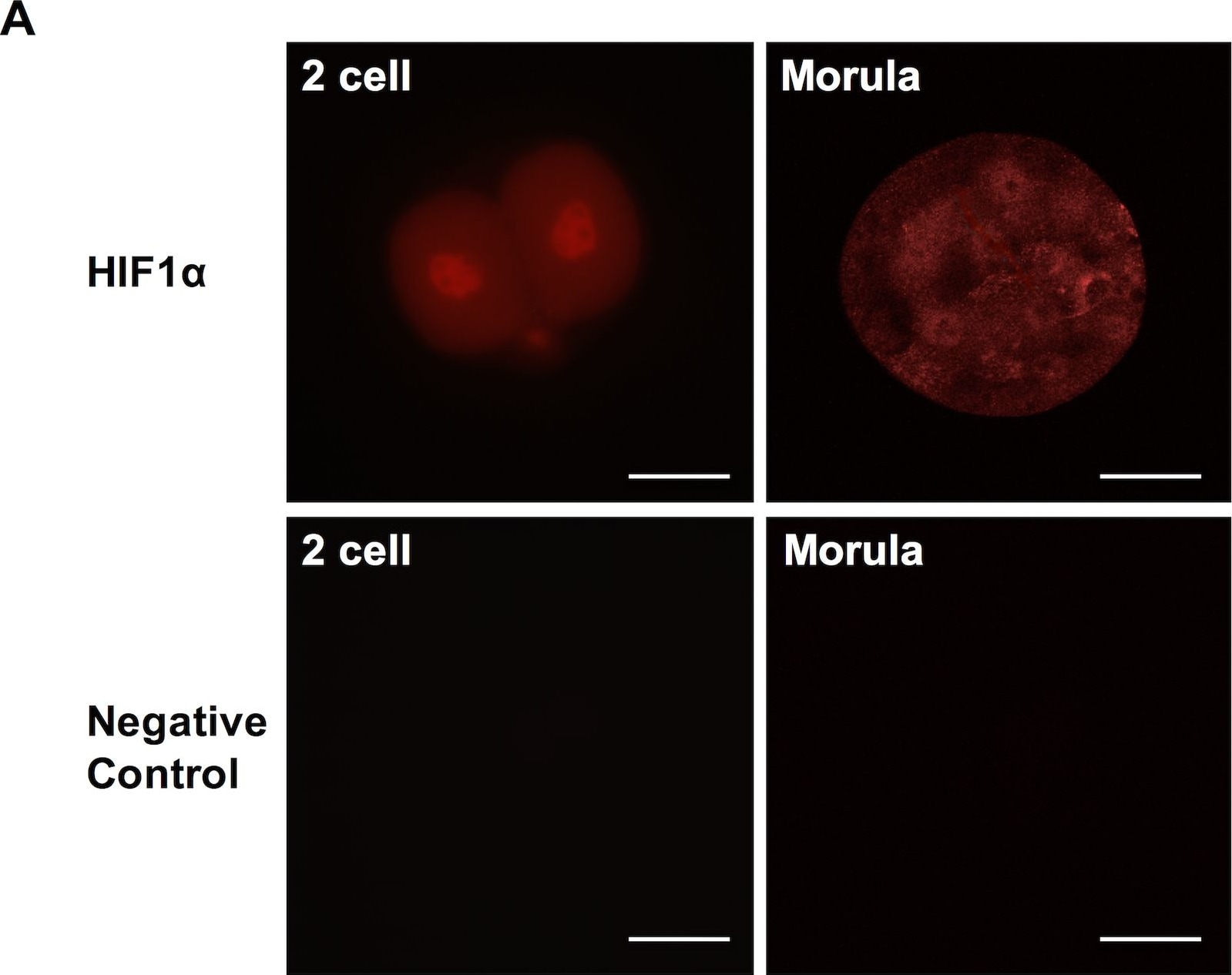 HIF-1 alpha Antibody - BSA Free