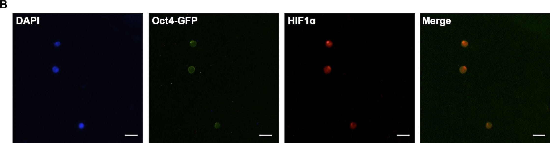 HIF-1 alpha Antibody - BSA Free