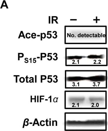 HIF-1 alpha Antibody - BSA Free