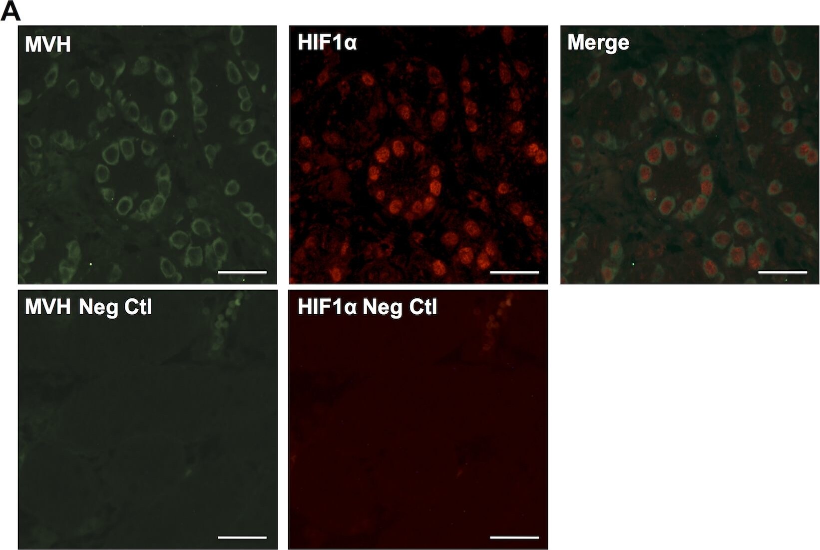 HIF-1 alpha Antibody - BSA Free