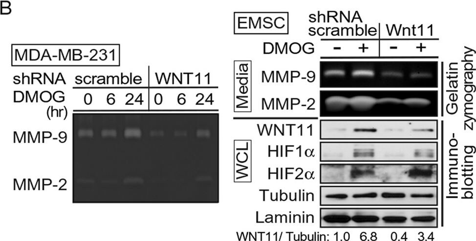 HIF-1 alpha Antibody - BSA Free
