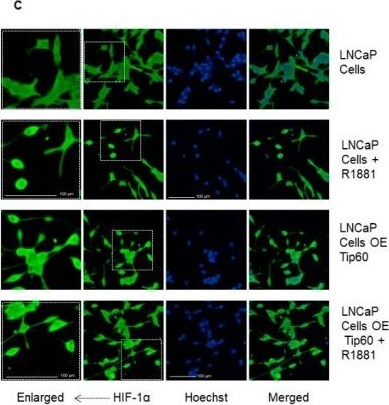 HIF-1 alpha Antibody - BSA Free