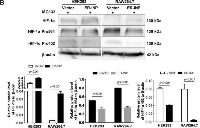 HIF-1 alpha Antibody - BSA Free
