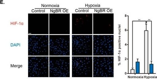 HIF-1 alpha Antibody - BSA Free