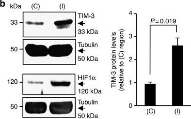 HIF-1 alpha Antibody - BSA Free