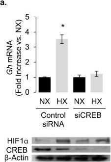 HIF-1 alpha Antibody - BSA Free