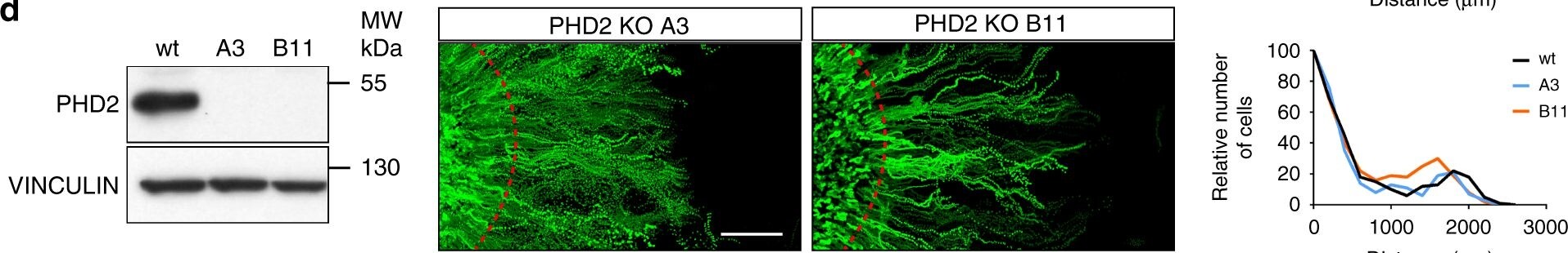 EGLN1/PHD2 Antibody