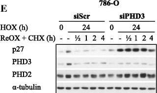 EGLN3/PHD3 Antibody - BSA Free