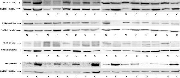 EGLN3/PHD3 Antibody - BSA Free