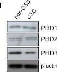EGLN3/PHD3 Antibody - BSA Free