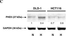 EGLN3/PHD3 Antibody - BSA Free