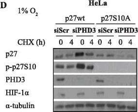EGLN3/PHD3 Antibody - BSA Free