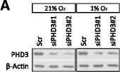 EGLN3/PHD3 Antibody - BSA Free