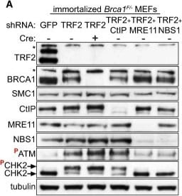 Mre11 Antibody