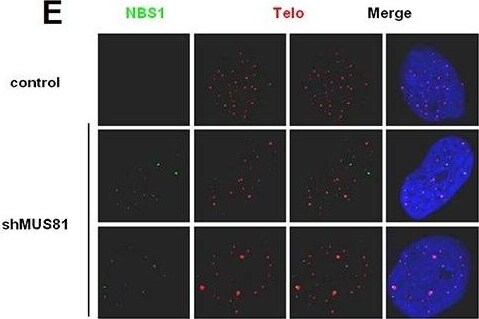 Nbs1 Antibody