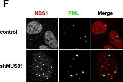 Nbs1 Antibody