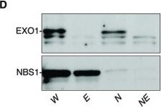 Nbs1 Antibody