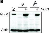 Nbs1 Antibody