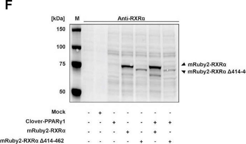 RXR alpha/NR2B1 Antibody