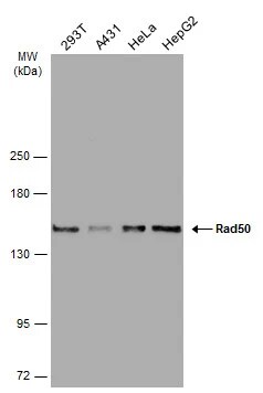 Rad50 Antibody (13B3)