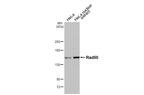 Rad50 Antibody (13B3) - Azide and BSA Free