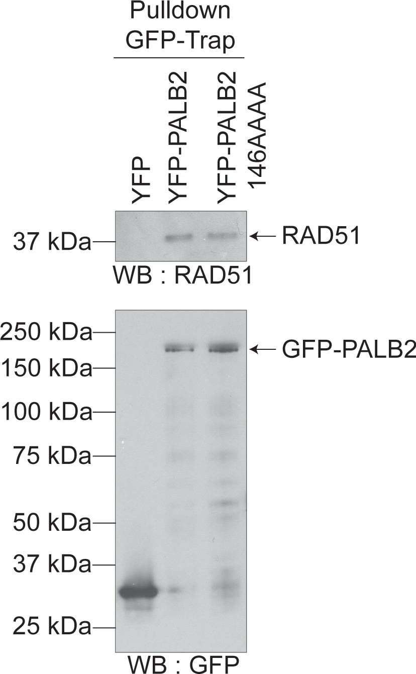 Rad51 Antibody (14B4)