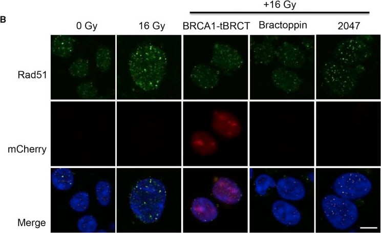 Rad51 Antibody (14B4)