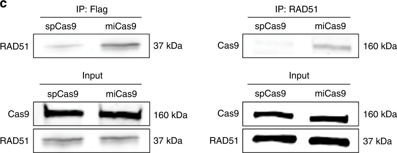 Rad51 Antibody (14B4)