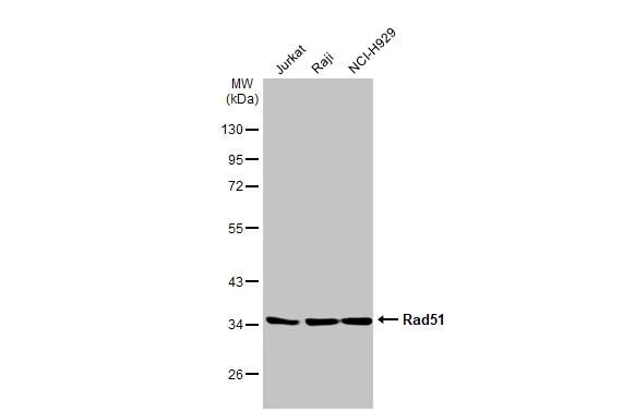 Rad51 Antibody (14B4) - Azide and BSA Free