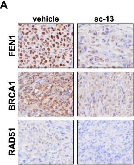 FEN-1 Antibody (4E7) - Azide and BSA Free