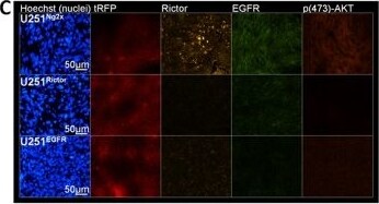 Rictor Antibody