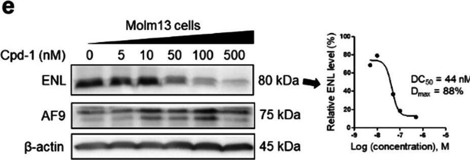 AF9 Antibody - BSA Free